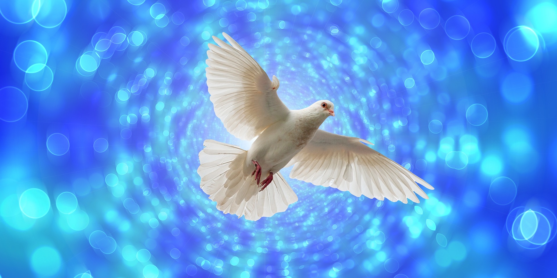 Egy fehér galamb
